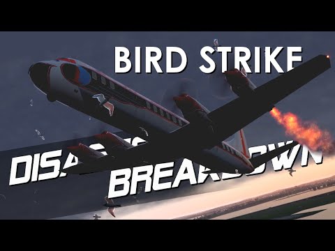 10 Shocking Air Disasters Caused by Birds - 79