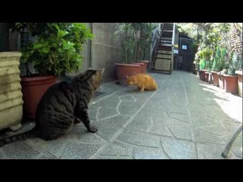 Roman Cats - Torre Argentina, Rome