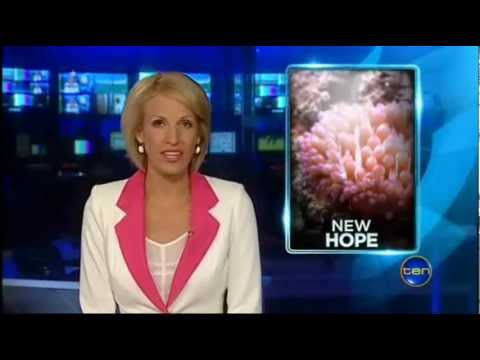 Ten Network - Sea anemones toxin kill cancer cells