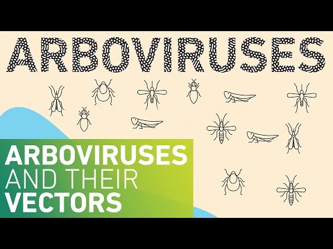 Arboviruses and their Vectors
