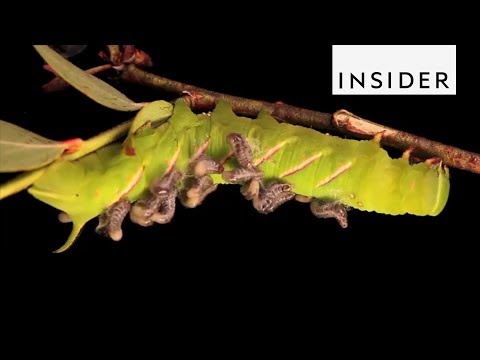 How Parasitoids Survive