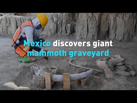 Mexico discovers giant mammoth graveyard