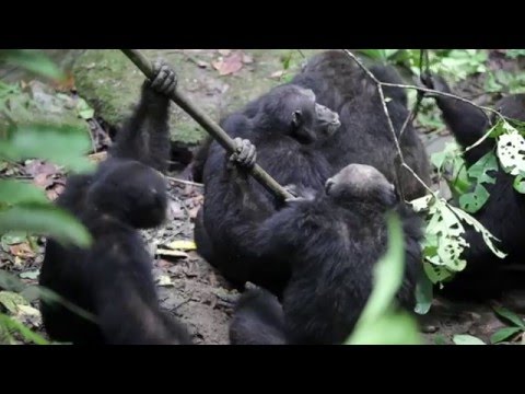 Chimpanzee group aggression against alpha male (UPDATED)