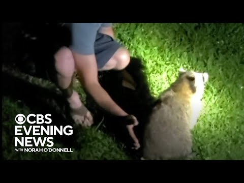 Friends save raccoon choking on cheese at cookout