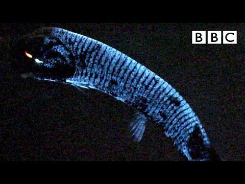 Why this deep sea fish has scientists stumped 🤔 - BBC