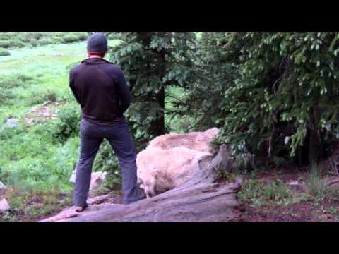 Goat can&#039;t get enough of pee (goat drinking urine)