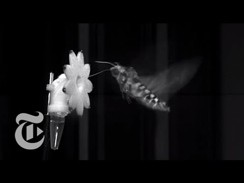 How Hawkmoths See at Dusk | ScienceTake | The New York Times