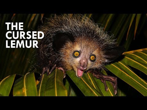 Top 10 Species that Shouldn t Exist - 52