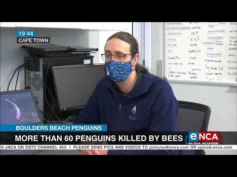 More than 60 penguins killed by bees