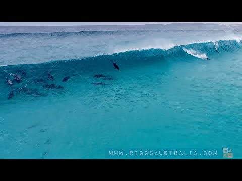 37 Dolphins Surfing Together: Esperance WA