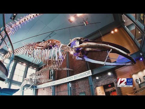 Blue whale skeleton at New Bedford museum still oozing oil