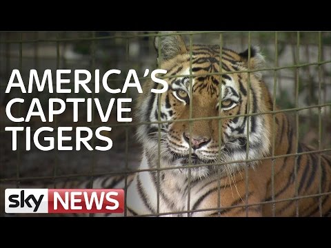 America&#039;s Captive Tigers