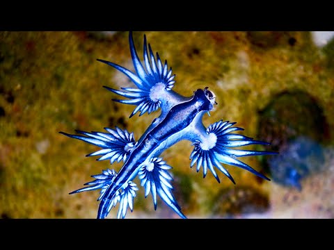 The Blue Sea Dragon - Animal of the Week