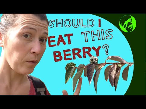 How to Not Poison Yourself Eating Berries