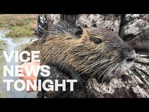 Louisiana Is Paying $6 for Every Swamp Rodent You Can Kill