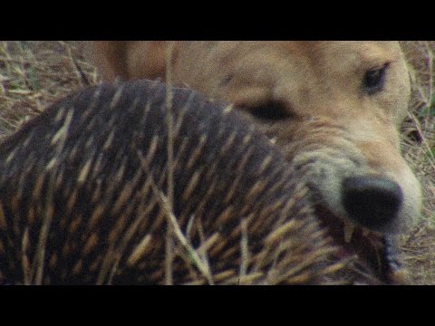 Meet the Echidna, an Incredible, Fire-Proof Spiny Anteater