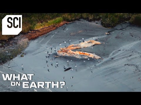 Hundreds of Dead Whales Washed Up on the Shore | What On Earth?