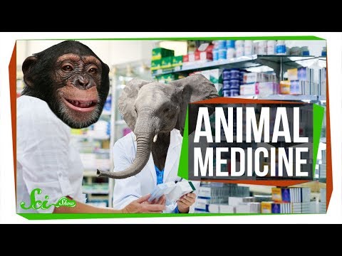 6 Natural Medicines (Maybe) Used by Animals | Zoopharmacognosy
