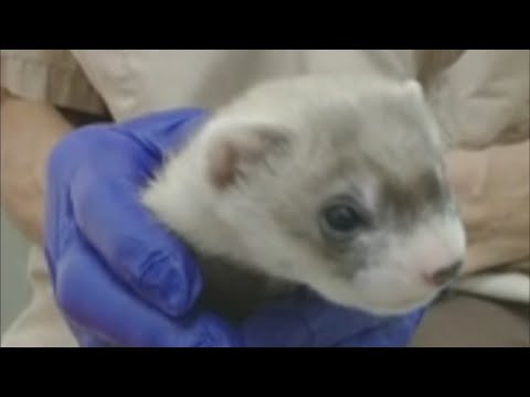 A Black-Footed Ferret Named Elizabeth Ann Is Capturing A Lot Of Attention