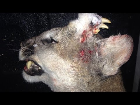 Deformed mountain lion a mystery
