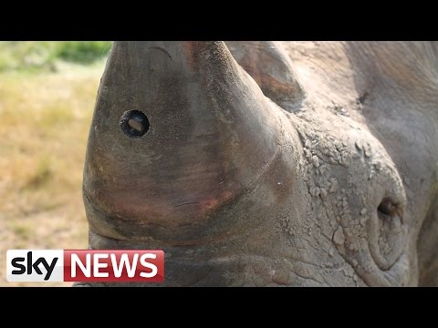 Cameras Planted In Rhino Horns To Stop Poaching