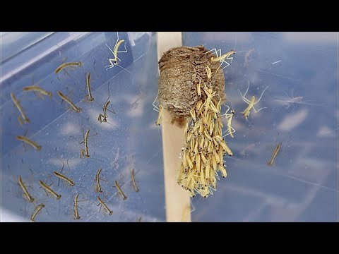 Praying Mantis Hatching Timelapse