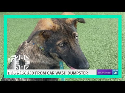 Dog rescued from car wash dumpster