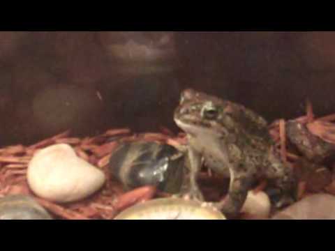 African toad turns out stomach