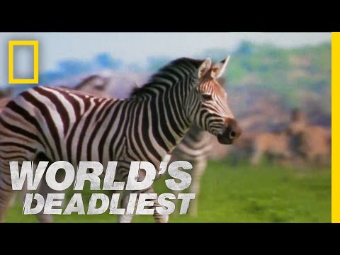 Zebra vs. Zebra | World&#039;s Deadliest