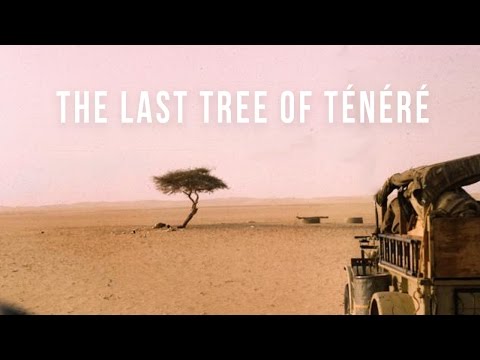 Last Tree of Ténéré | 100 Wonders | Atlas Obscura
