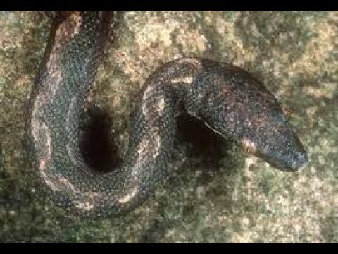 The Round Island Burrowing Boa