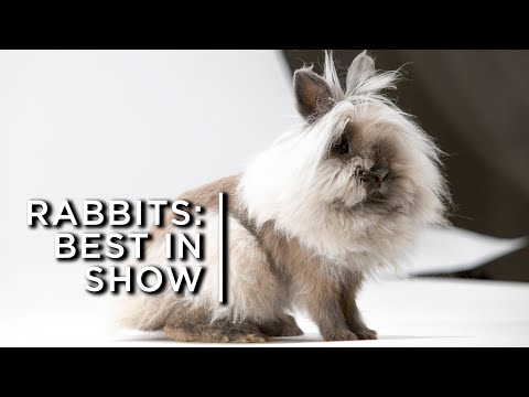 17,000 rabbits vie for the top spot of &quot;Best in Show&quot;