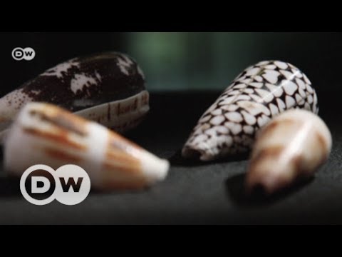 Pain relief from the sea | DW English