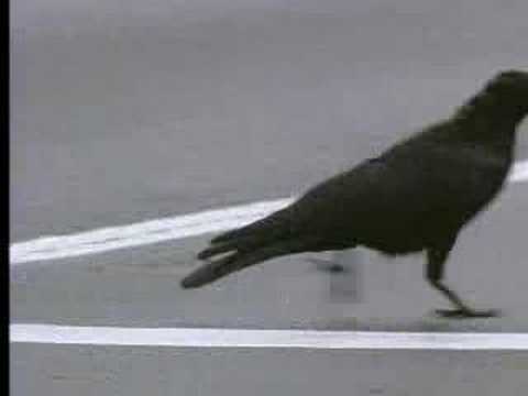 Wild crows inhabiting the city use it to their advantage - David Attenborough - BBC wildlife