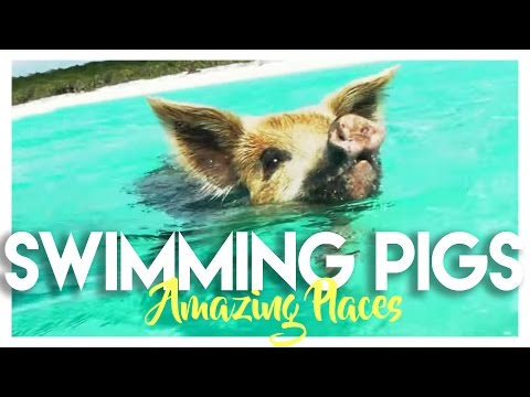 BAHAMAS: SWIMMING PIGS ISLAND IN EXUMA!