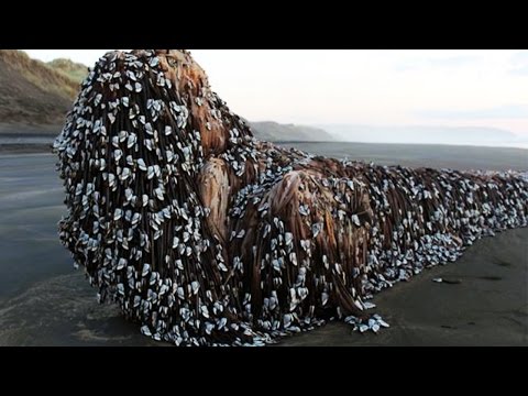 Mysterious Sea Monster Washes Up On The Shore Of New Zealand