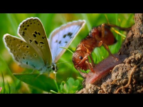 Ants Adopt a Butterfly | BBC Earth