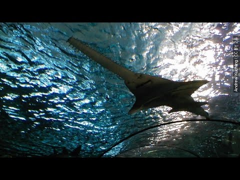 Endangered Sawfish Capable Of Virgin Births, Scientists Find