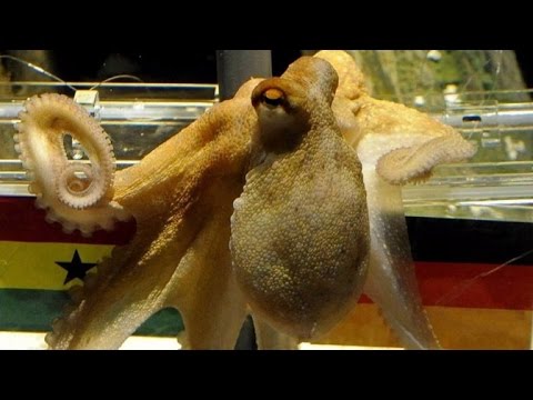 Sneaky Octopus Slips Out of Aquarium Tank, Travels Down Drain Pipe To Sea