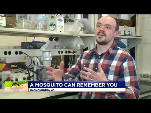 Can mosquitoes remember what you smell like and if you’ve swatted at them?