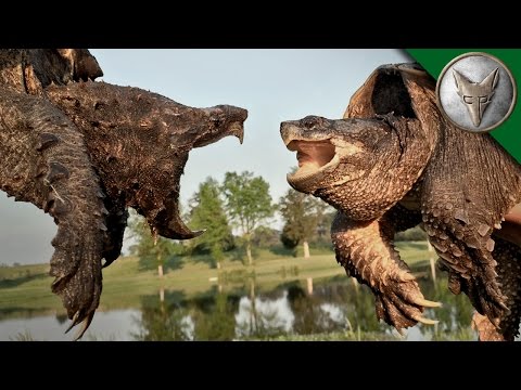 10 Facts About Amazing Turtles And Tortoises - 75