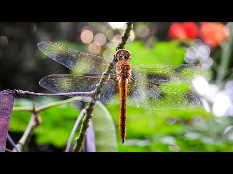Globe Skimmer: The Dragonfly that Flies from India to Africa
