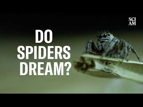 Do Spiders Dream Like Humans Do? This Researcher Wants to Find Out.