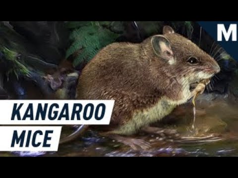 Newly Discovered Mice Live in Water, Have Kangaroo-Like Feet | Future Blink