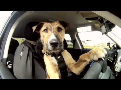 Meet Porter. The World&#039;s First Driving Dog.