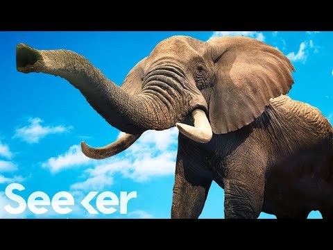 Do Elephants Really Never Forget? Here’s How Their Brains Are Different From Ours