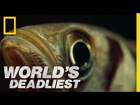 Fish &quot;Shoots&quot; Prey with Water | World&#039;s Deadliest