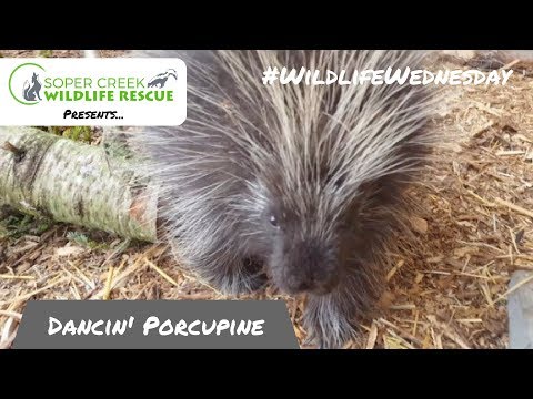 Dancing Porcupine is adorable