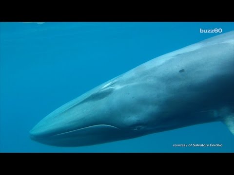 First footage of rare Omura&#039;s Whale taken