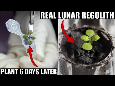 For The First Time Ever, Plants Grow In Actual Lunar Soil (From Apollo Missions)